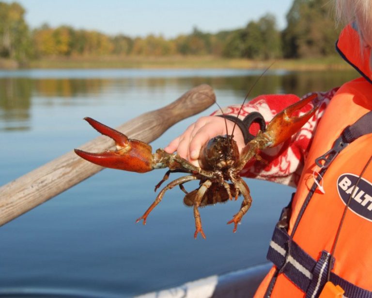 Så här fiskar du kräftorna säkert